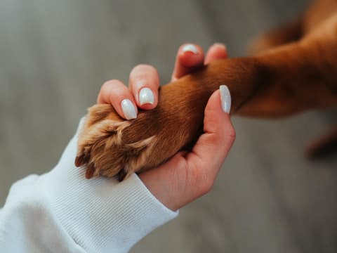 Tiergestützte Therapie kann bei Erwachsenen mit Autismus eingesetzt werden. Tiergestützte Therapie kann bei Erwachsenen mit Autismus eingesetzt werden.