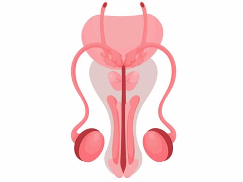 Alles, was Sie zur Penisgesundheit wissen müssen Grafik des männlichen Fortpflanzungssystems