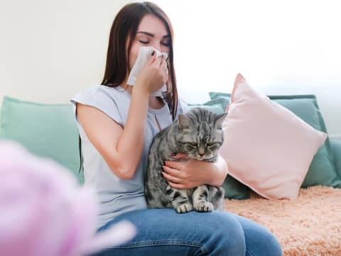Frau hat Katze auf dem Schoß und muss sich die Nase putzen Frau hat Katze auf dem Schoß und muss sich die Nase putzen