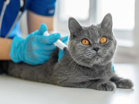 Katze wird geimpft Katze wird geimpft